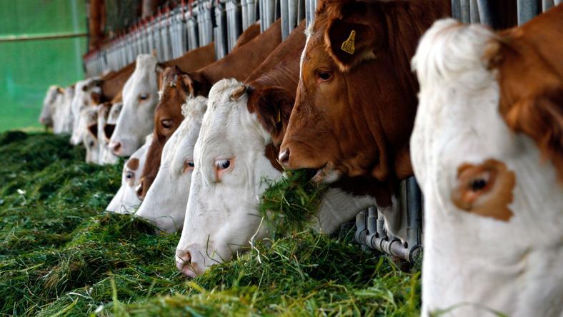 如何解决合作社“小散乱弱”问题?